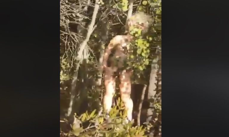 “¿Qué clase de hueón desviado viene a nuestros cerros?”: Descubren muñecas perforadas en sus genitales en Quilpué