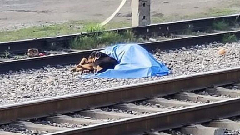Perrito acompañó el cuerpo de su dueño en las vías del tren donde falleció arrollado