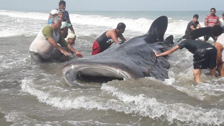 Pescadores y turistas devolvieron al mar a gigante tiburón ballena
