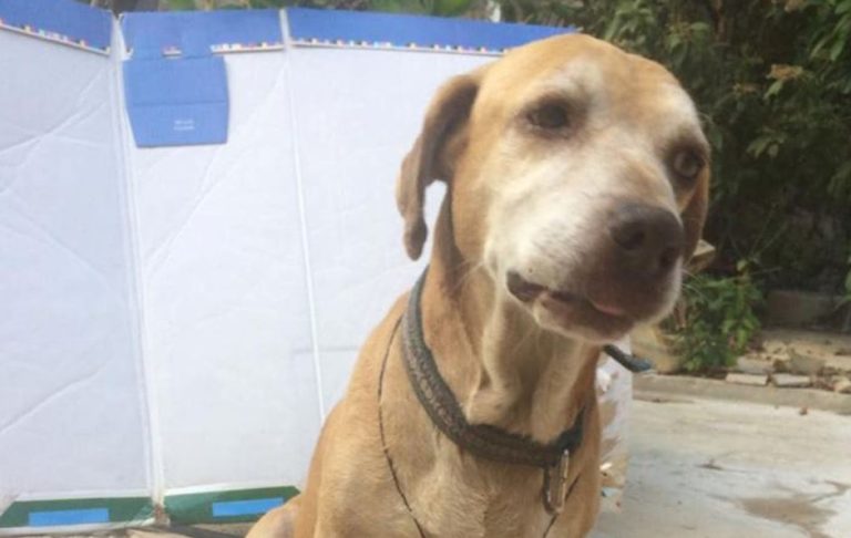 Perrito sigue dando la pelea: Vende flanes y brownies para pagar su quimioterapia