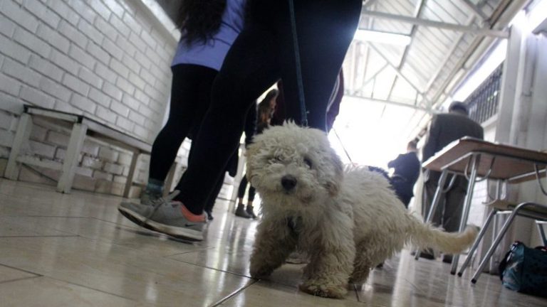 Perrito poodle murió baleado en Lota: Su dueña acusa que fue su vecino