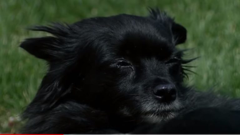 Metanfetamina, anfetamina y éxtasis: El diagnóstico de una perra que llegó drogada a su casa