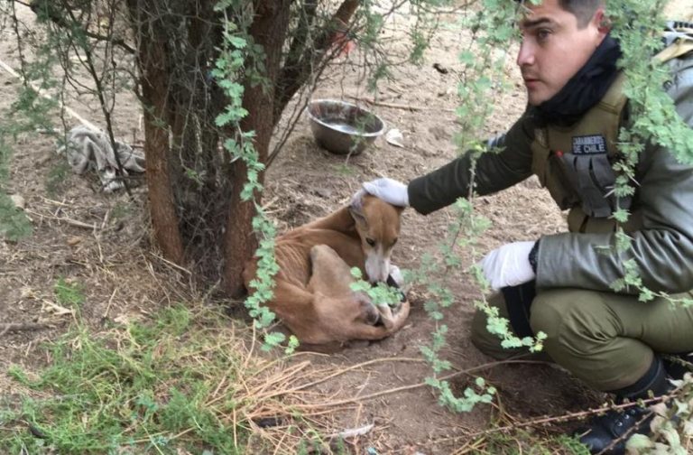 Terrible caso de maltrato animal: Encuentran a perro desnutrido que estaba amarrado a un árbol en Casablanca