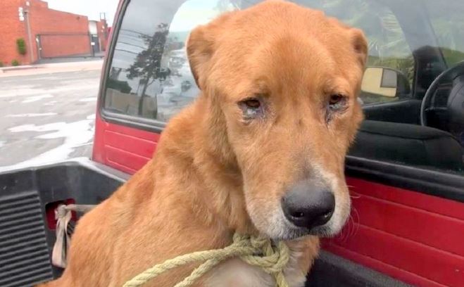 Perro anciano fue abandonado y vagó por semanas hasta que lo rescataron, pero nadie lo quería por su edad