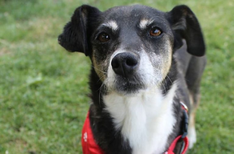 Les tiraron veneno y pueden ser desalojados: Refugio busca de forma urgente nuevo hogar para 32 perritos