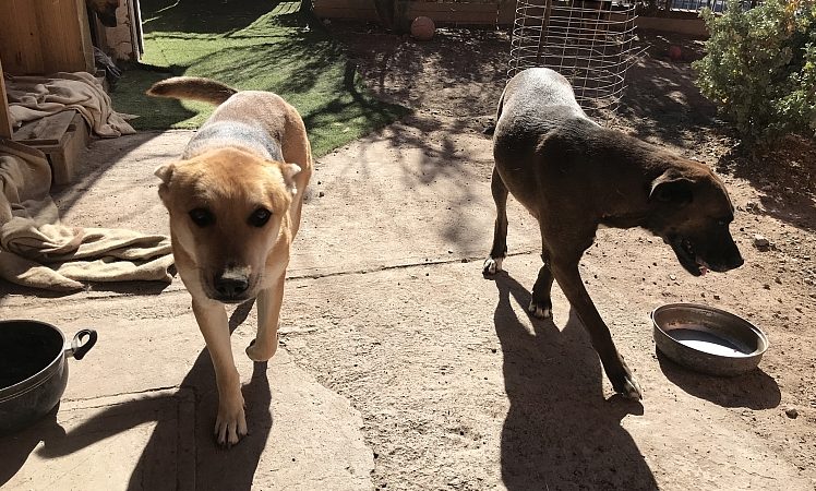 Forman Brigada Canina de seguridad con seis perros callejeros rescatados