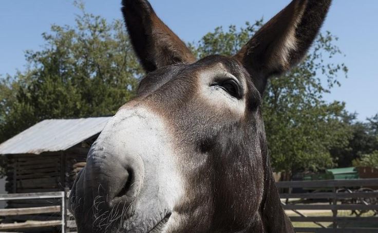 No para de crecer: Burro gigante está a punto de destronar al actual Récord Guinness