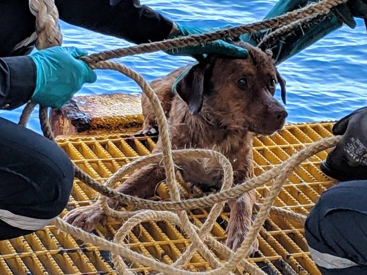 Estaba a 217 kilómetros de la costa: El emotivo rescate de un perro que corría peligro en alta mar