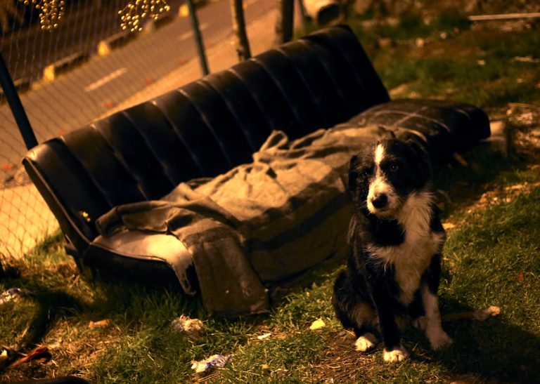 Familia vende a su perro porque renovaron los sillones: “No podemos tomar el riesgo de que los dañe