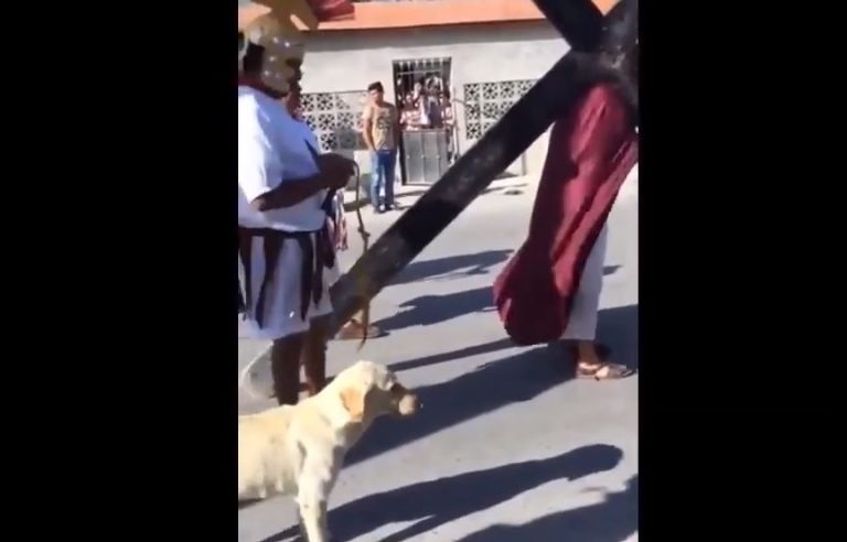Perrito se hace viral por defender a Jesús de los azotes romanos en particular Vía Crucis