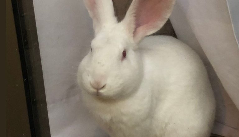 Ruffus, el conejo que descubrió munición de guerra en casa de Las Condes tras escarbar patio