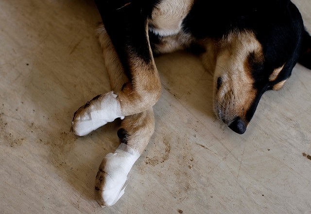 Todo por ladrarle: Pelea entre hermanos terminó con el perro de uno de ellos muerto y mutilado