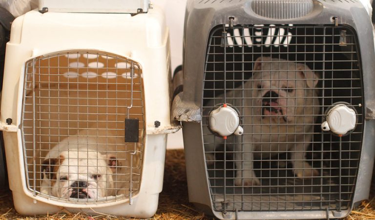 En sólo 2 pasos: Así puedes realizar una denuncia por maltrato animal