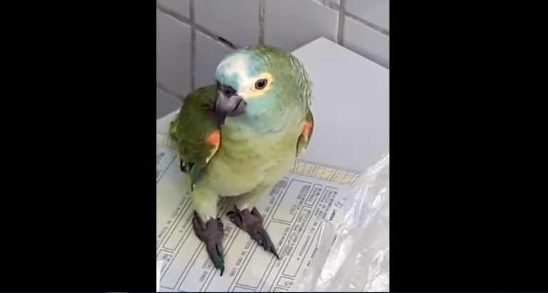 “Mamá, la policía”: Rescatan a 