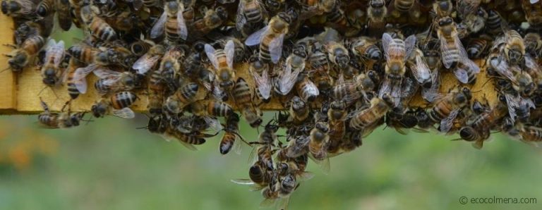 Se están quedando sin energía para volar: Por qué te tiene que preocupar la desaparición de las abejas
