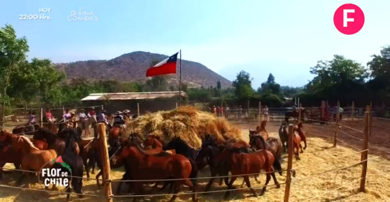 Flor de Chile | Capítulo 6 de abril