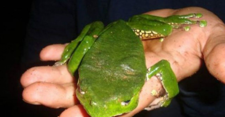 Conoce los riesgos de realizarse terapia con el veneno de rana de Kambó