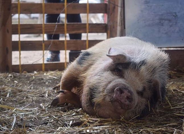 Crean el primer santuario que regala una vejez digna a los animales rescatados del maltrato