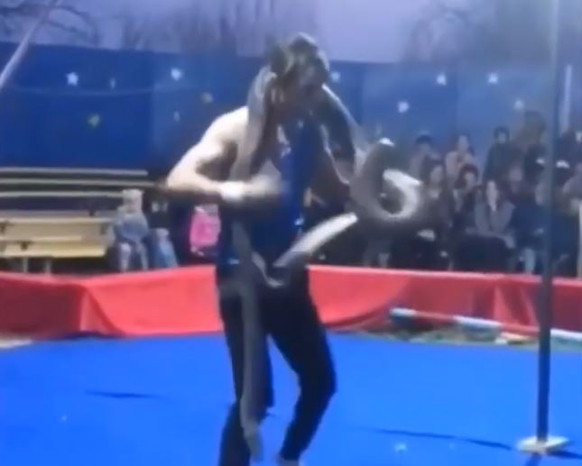 Hombre fue ahorcado por una serpiente y quedó inconsciente en el suelo en pleno show de circo