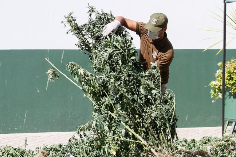 Pidió ayuda a Carabineros y terminó detenido: Tenía 40 plantas de marihuana en su casa