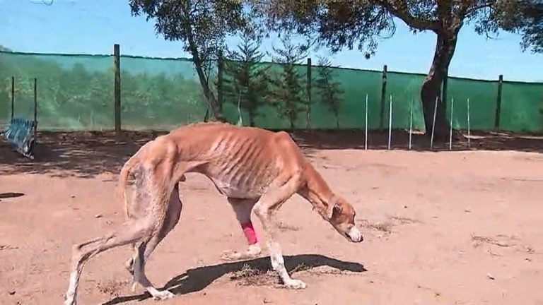 Carreras clandestinas de perros galgos: Si se lesionan y pierden, sus dueños los abandonan o los matan