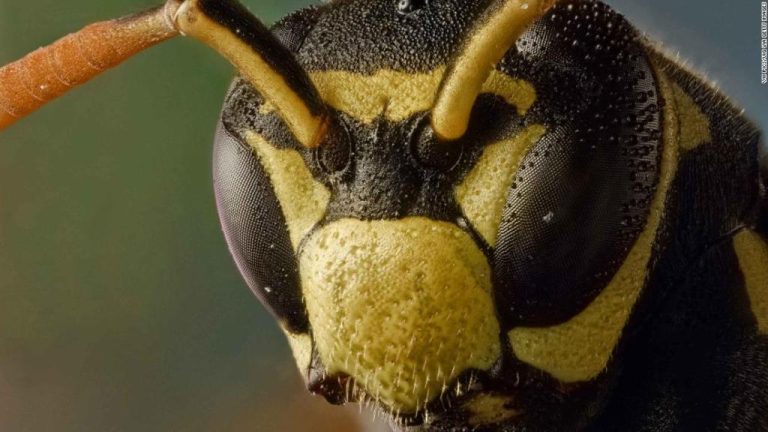 Estudio demuestra que las avispas son más inteligentes de lo que pensábamos