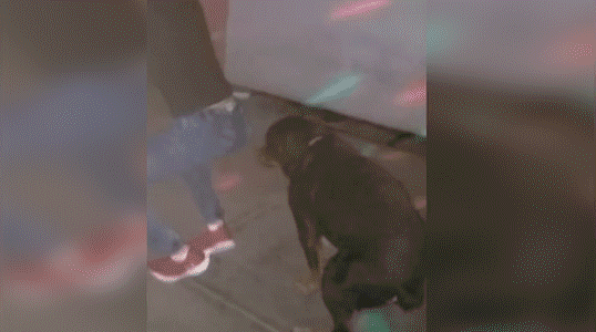 La pista de baile es suya: Perro baila reggaetón junto a su dueño