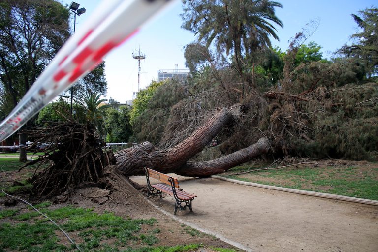 ¡Nuestros árboles se mueren! 70% del bosque esclerófilo de la Región Metropolitana presenta algún daño