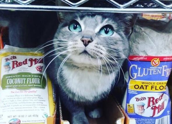 Gatos que trabajan en bodegas: La cuenta de Instagram que sigue a los 