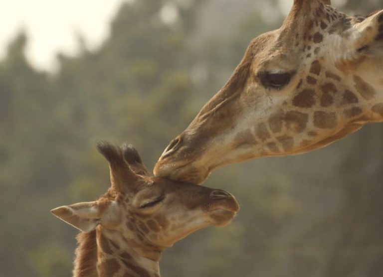 Liberan emocionante registro del nacimiento de una cría de jirafa en el Buin Zoo