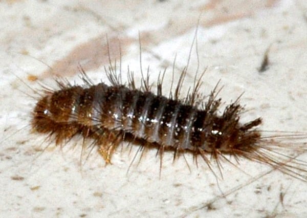 A revisar con lupa: Tu alfombra podría tener una plaga de insectos y no te has dado cuenta