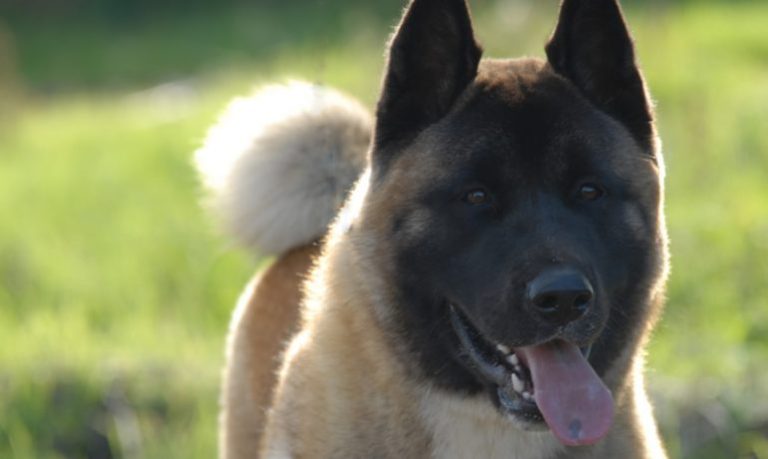 Casi perdió la vida: Niño de 12 años fue brutalmente atacado por un perro akita en Quilpué