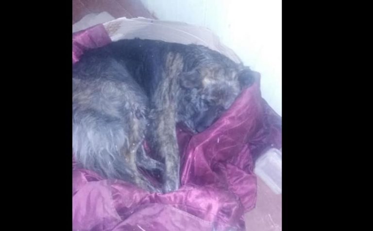 Funan a conductor que arrastró a perro con su camioneta por varios kilómetros en la Araucanía