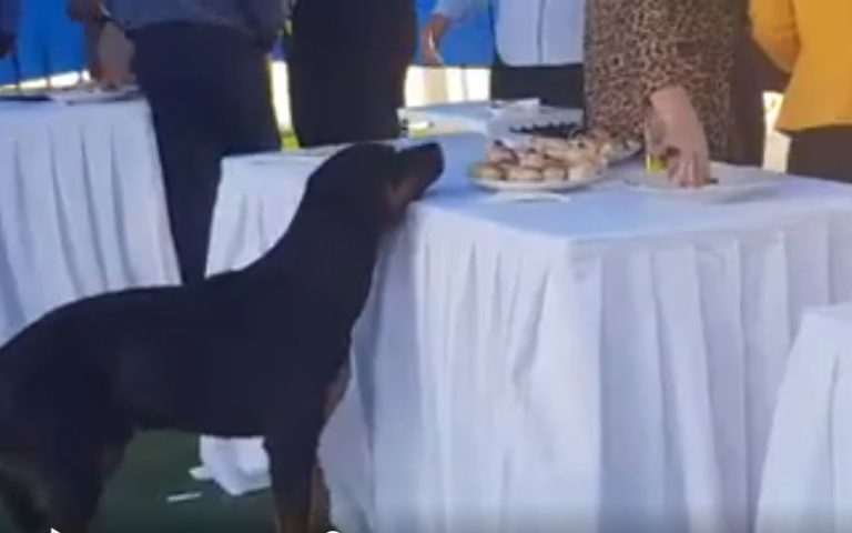 La comida es su objetivo: Otro perro fue captado robando en un cóctel