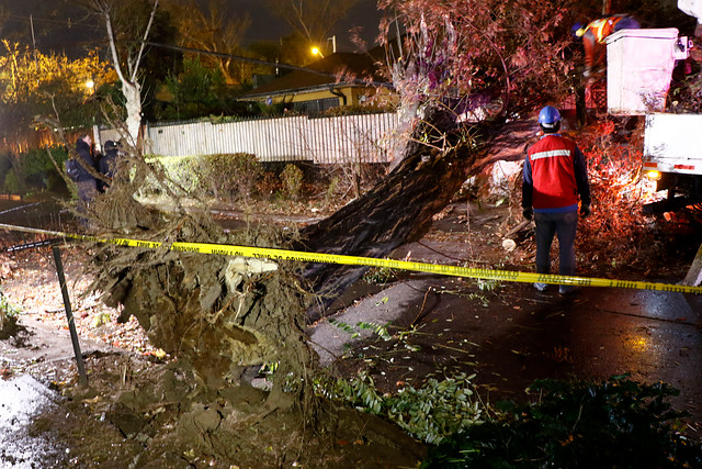 700 árboles se vinieron abajo debido al intenso viento en Santiago