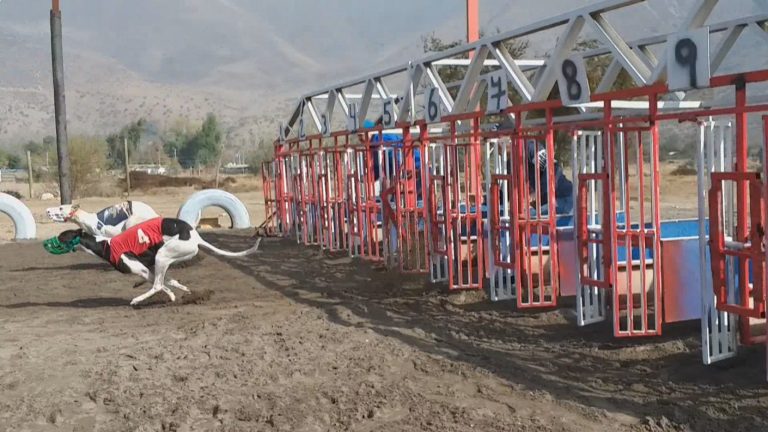 Galgueros niegan acusaciones de maltrato animal y aseguran que hay desinformación