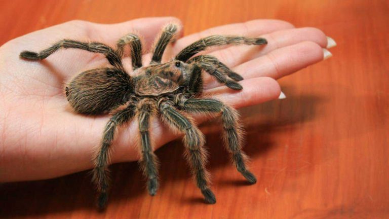 Se cansó de su suegra y compró una tarántula como mascota: En redes sociales lo catalogan de genio