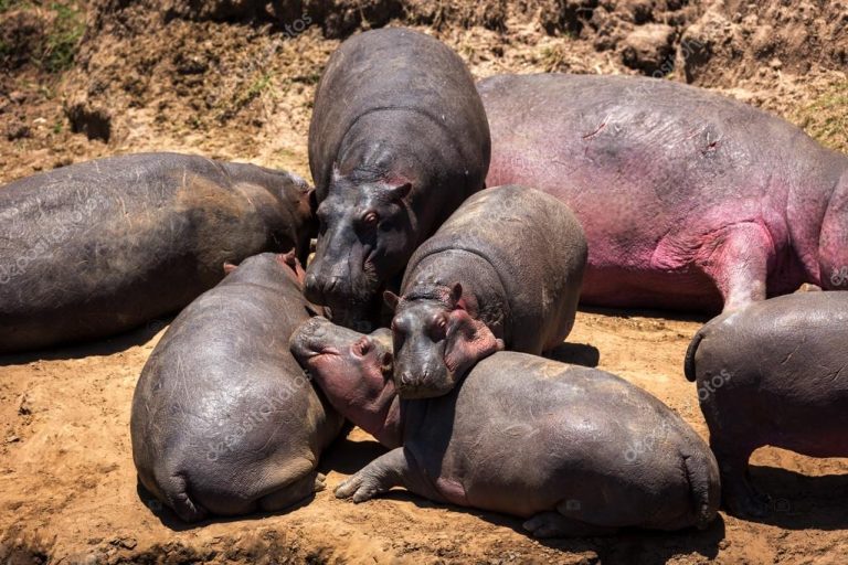 No estaban entrenando: Un 