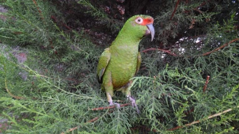 El drama de Florencia, la lora que el SAG alejó de su familia y podría morir por depresión