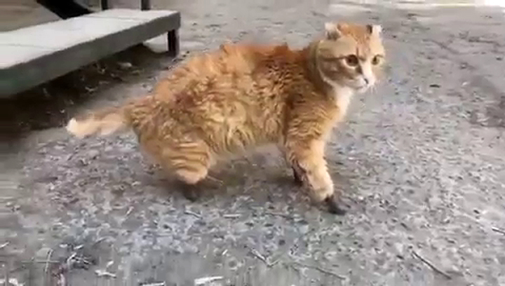 Gato que perdió sus cuatro patas por congelamiento recibió implantes de titanio