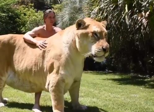 320 kilos de gato: Apolo, el cruce entre tigresa y león que se volvió viral por su impresionante tamaño
