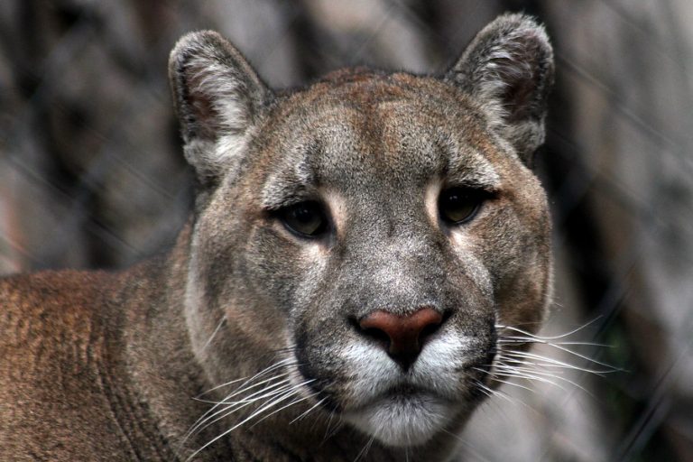 Encuentran puma que fue asesinado a bala al interior del Parque Nacional Torres del Paine