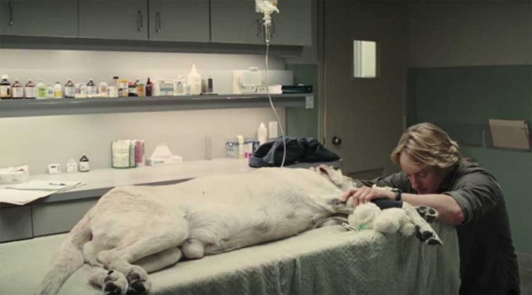 Spoiler emocional: Sitio web te advierte cuando un perro muere en una película