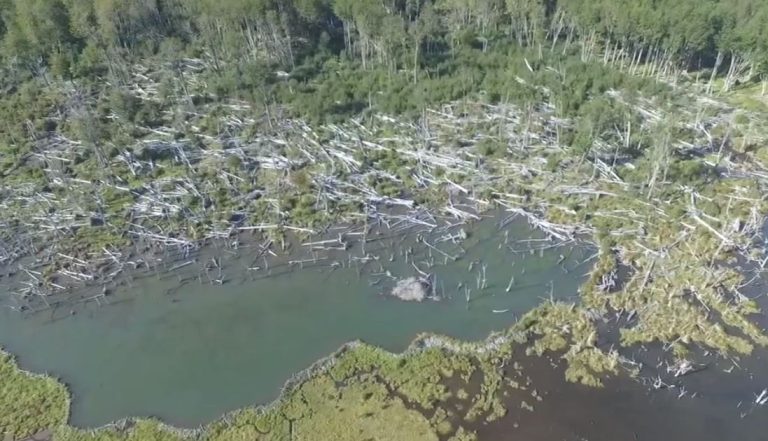 Sobrevuelo evidencia el daño causado por los castores en los bosques de Tierra del Fuego