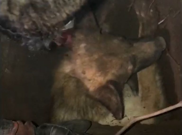 Sólo tenía la nariz fuera: Bomberos rescatan a perrito enterrado a orillas de un canal en Quillota