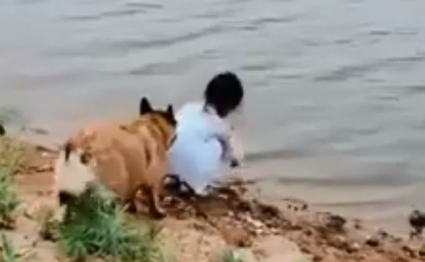 El mejor perro del mundo: Salvó a una niña de caer al río y además le recuperó su pelota