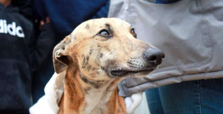 #DevuelvanAlSimon, la campaña para encontrar a perro galgo terapeuta que habría sido robado