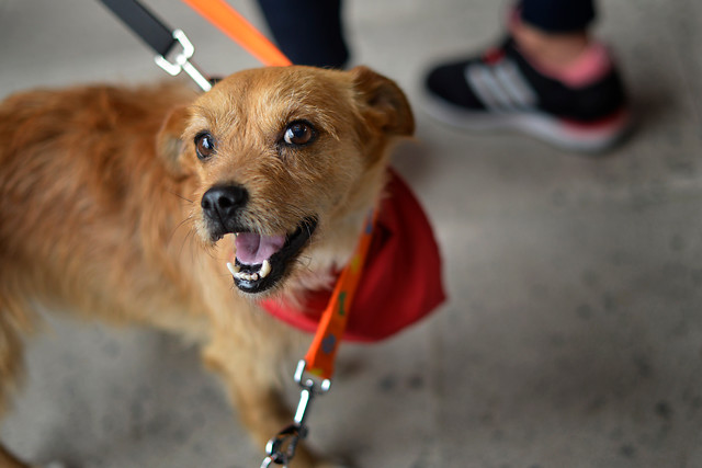 La ciencia dice haber descubierto por qué las miradas de los perros son irresistibles