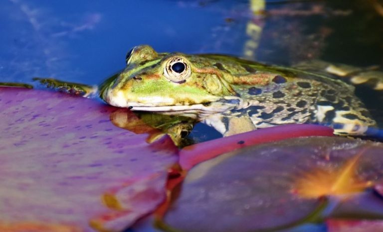 El síndrome de la rana hervida: ¿Por qué no actuamos con la urgencia que requiere el cambio climático?