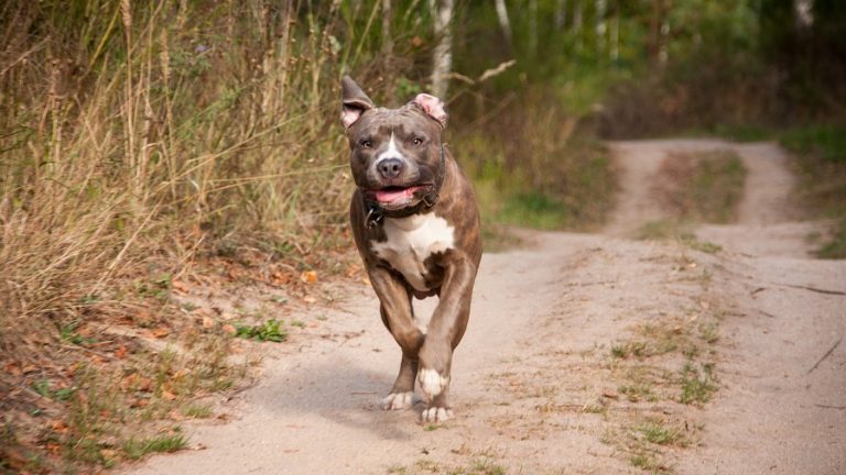 Sujeto entró a robar a una casa y fue atacado por pitbulls: Perdió una pierna y parte de una oreja